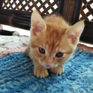 ロバート、里親さま決定！ありがとうございました♡