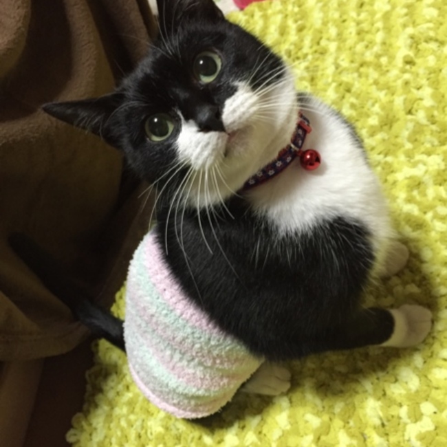 くっきーまるのカバー写真