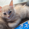 茶トラの兄弟