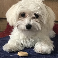 マル