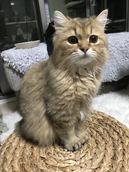 ギズモ