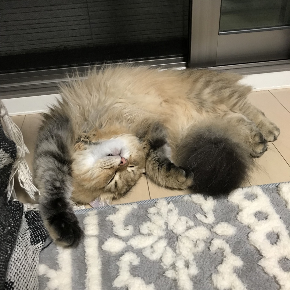 ギズモのカバー写真