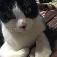 ちゃちゃ