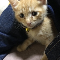 ネネ