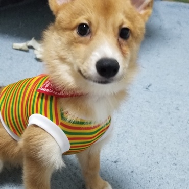 お洋服を着る練習