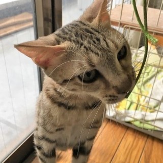 ベンガルのなみちゃん