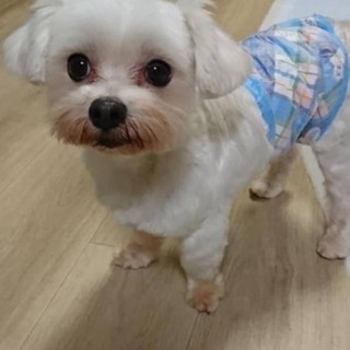 マルチーズのソルトくん
