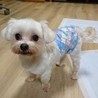 マルチーズのソルトくん サムネイル2