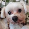 マルチーズのソルトくん サムネイル3