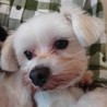 マルチーズのソルトくん サムネイル4