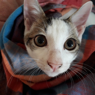 自分で飼うことにしました！