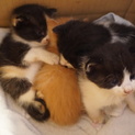 本当に可愛い子猫4兄弟です