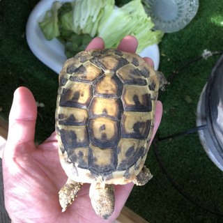 ヒガシヘルマンリクガメ里親募集