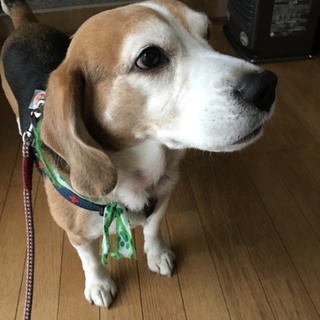 里親さんを募集致します。