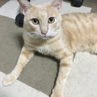 抱っこ大好きイケメンオスニャン(*´꒳`*)