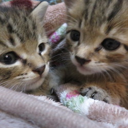かにさんズにゃみりー☆猫の譲渡会in春日部