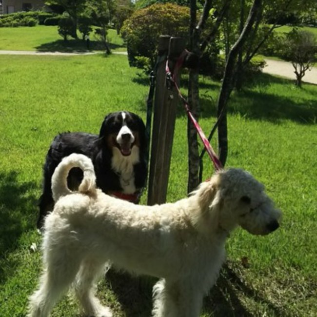 るー＆ほーのカバー写真