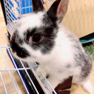 ウサギ 白黒 を含む 小動物の里親募集情報 ペットのおうち 月間利用者150万人