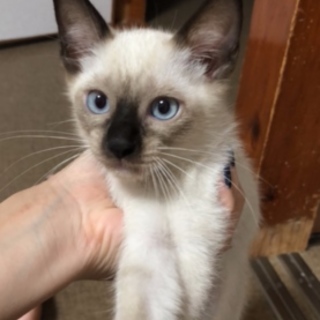 シャム系子猫 