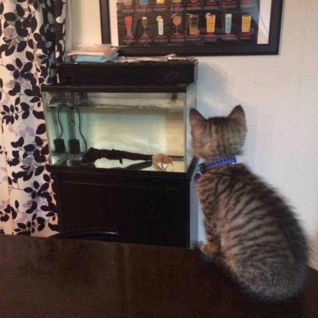 ここにゃん(*๓´˘`๓)のカバー写真