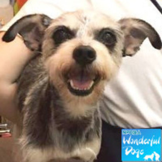 「ケアリイ」MIX６歳♂