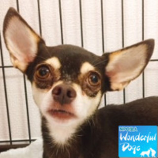 「いくら」MIX推定６歳♀