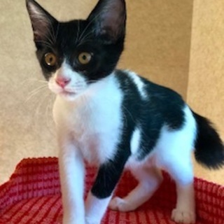 元気いっぱいで甘えんぼの男の子　ラガー君