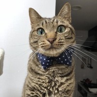 ころ