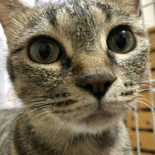 里親成立。京子ちゃん☆避妊ワクチン済