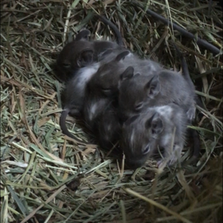 デグーブルーパイドの赤ちゃん達