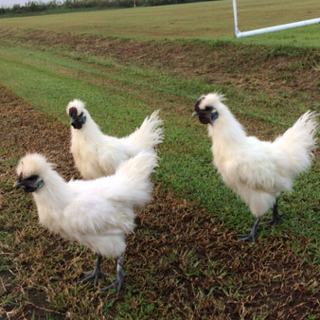 人工孵化した烏骨鶏生後4ヶ月です