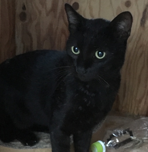 黒猫 オス 約1歳 福岡県 猫の里親募集 ペットのおうち 月間利用者150万人