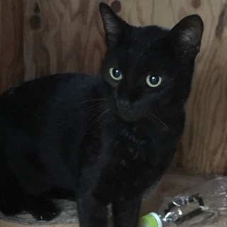 黒猫 オス 約1歳