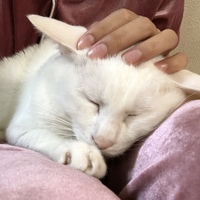 福