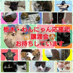 栃木・わんにゃん応援団 譲渡会