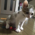 大分市 子猫オス 2ヶ月 ワクチン済