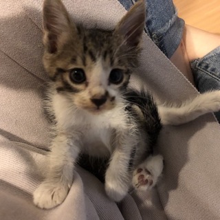 一ヶ月の子猫です。