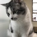 美猫レオくん推定3歳