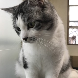 美猫レオくん推定3歳