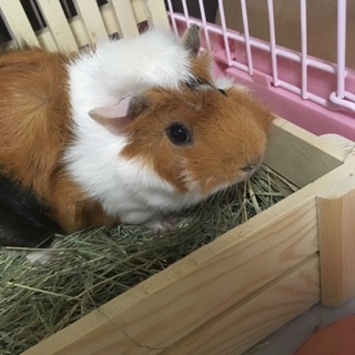 はくちゃん♀の里親さん募集