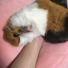 はくちゃん♀の里親さん募集 サムネイル3