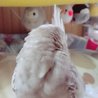 ゆうちゃす