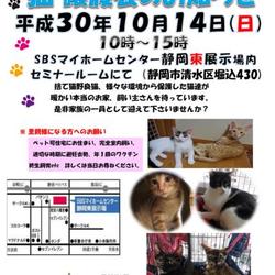 静岡市清水区で猫の譲渡会開催です