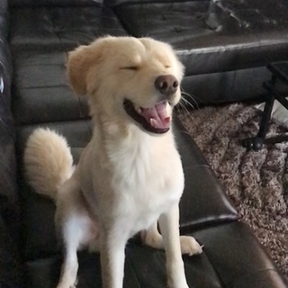 元々捨て犬です
