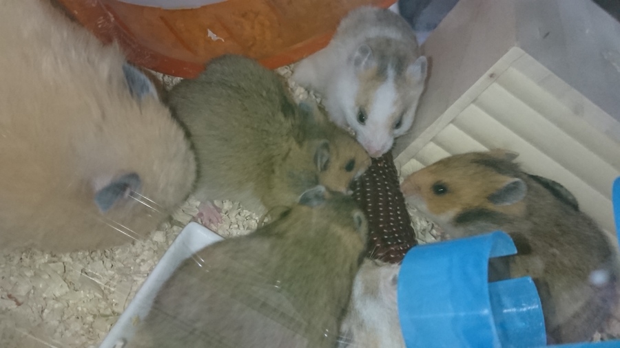 ゴールデンハムスターの里親様募集 サムネイル1