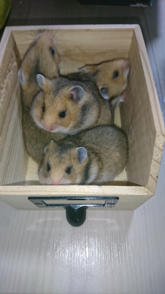 ゴールデンハムスターの里親様募集 サムネイル2