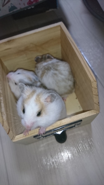 ゴールデンハムスターの里親様募集 サムネイル3