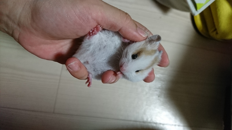 ゴールデンハムスターの里親様募集 サムネイル4