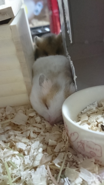 ゴールデンハムスターの里親様募集 サムネイル5