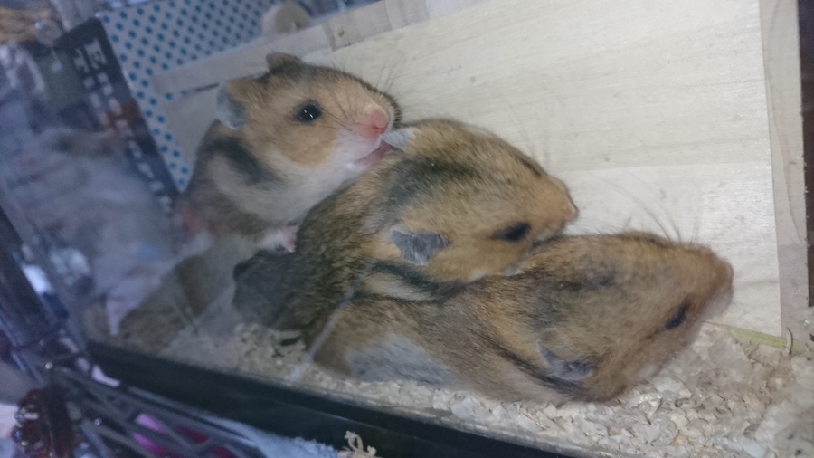 ゴールデンハムスターの里親様募集 サムネイル6